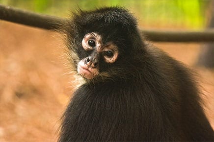 Brevard Zoo - Spider Monkey